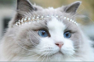 布偶猫掉毛严重怎么办