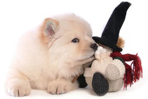 怎么饲养松狮犬