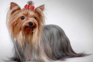 约克夏梗的脾气怎么样