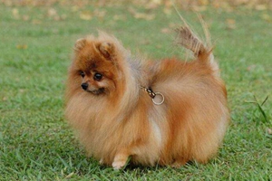 怎么喂养博美犬