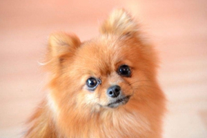 博美犬喂养注意事项有哪些