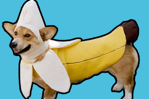 小狗吃不胖什么原因