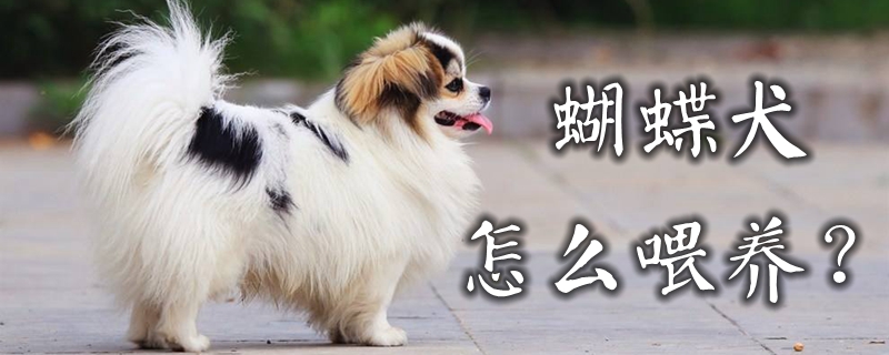 蝴蝶犬怎么喂养