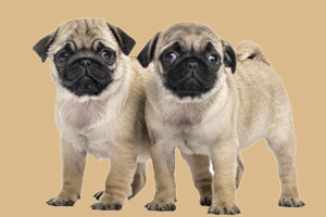 八哥犬怎么喂养