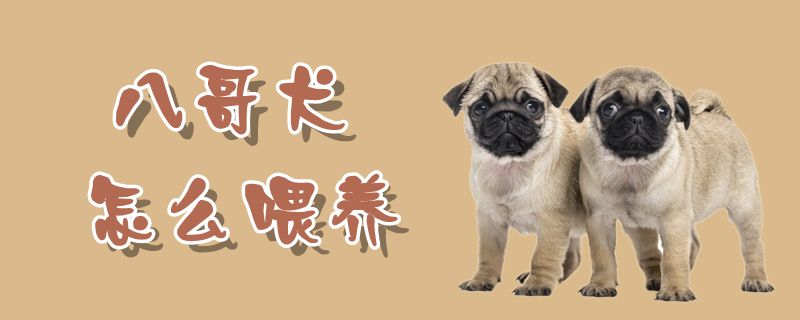 八哥犬怎么喂养