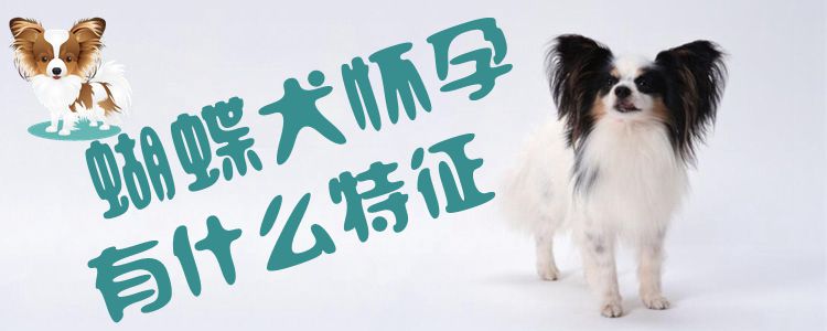 蝴蝶犬懷孕有什麼特征1