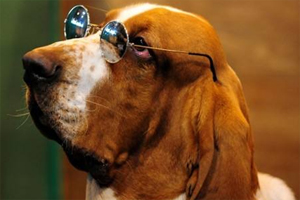 巴吉度的性格怎样