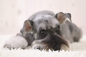 怎么给雪纳瑞拔耳毛