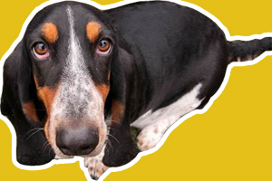 巴吉度怎么看品相