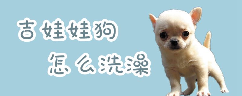 吉娃娃狗怎么洗澡