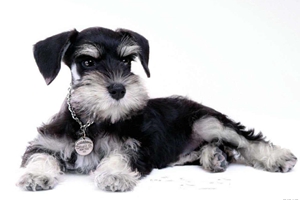 怎么给雪纳瑞剪指甲