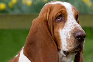 巴吉度怎么看纯不纯