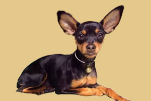 小鹿狗怎么看纯不纯