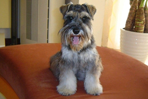 如何给雪纳瑞洗澡