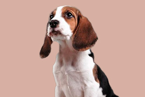 比格犬吃什么好 比格犬喂养方法介绍