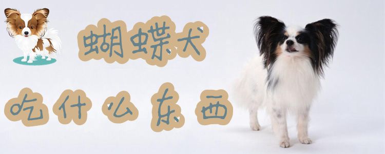 蝴蝶犬吃什么东西1