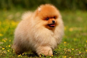 博美犬不能吃什么 博美犬禁忌食物介绍