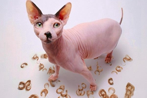 猫咪剃毛有什么好处 猫咪剃毛好处介绍