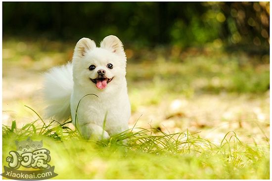 博美犬不能吃什么 博美犬禁忌食物介绍