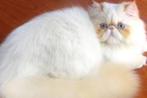 怎么给波斯猫洗澡 波斯猫洗澡的具体操作