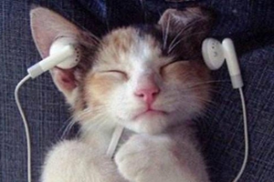 猫咪耳垢如何清除 猫咪耳垢清除方法