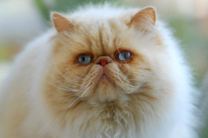 波斯猫掉毛怎么办 波斯猫掉毛的原因和应对方法