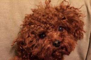 泰迪狗狗剪指甲教程