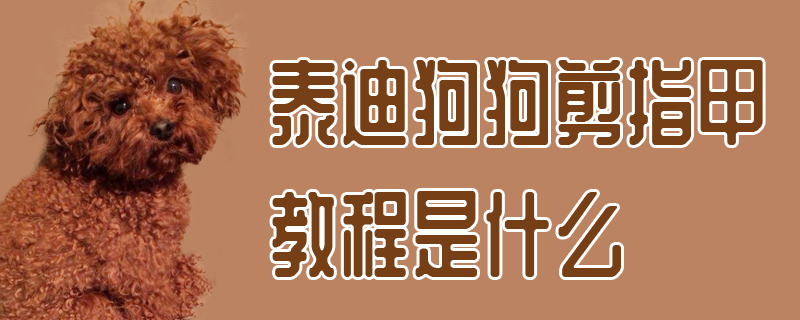 泰迪狗狗剪指甲教程是什么