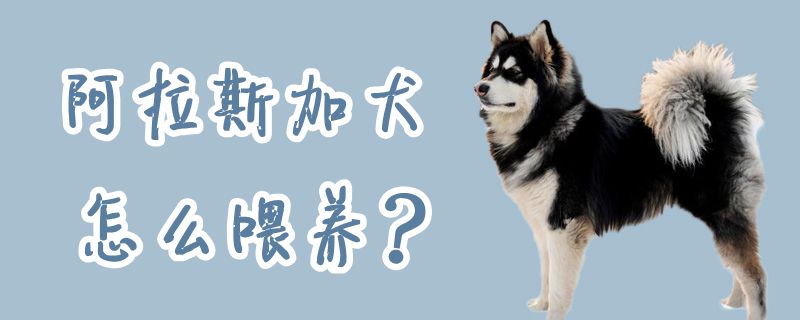阿拉斯加犬怎么喂养