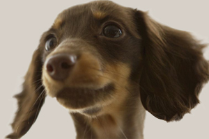 狗狗毛色不好吃什么