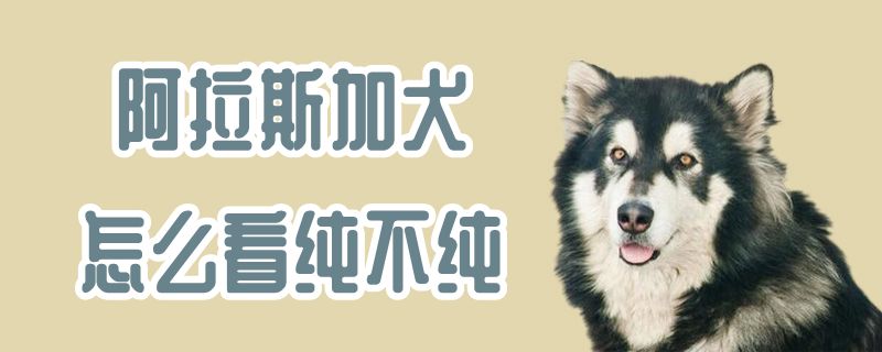 阿拉斯加犬怎么看纯不纯