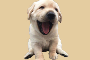 小金毛怎么看纯不纯