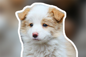 边牧犬的优点和缺点有哪些