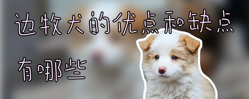 边牧犬的优点和缺点有哪些