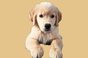 小金毛怎么洗澡