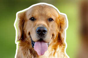 金毛的优点和缺点有哪些