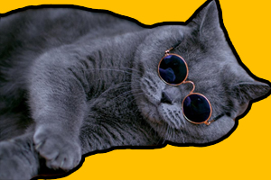 英短猫吃什么才会胖