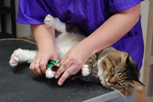 如何给小猫咪剪指甲