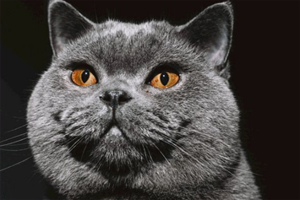 英短猫吃什么发腮