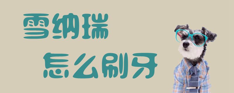 雪纳瑞怎么刷牙1