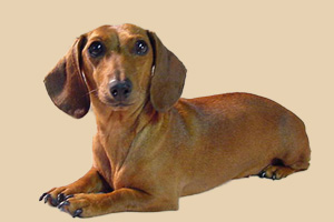 腊肠犬怎么喂养