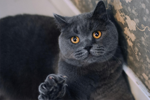 英短猫猫泪痕怎么处理