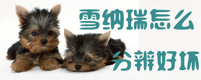 雪纳瑞怎么分辨好坏2