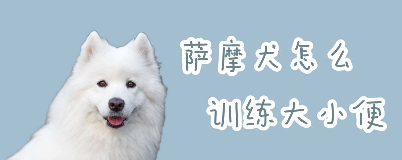 薩摩犬怎麼訓練大小便