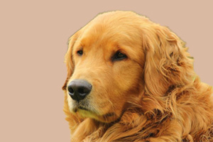 金毛犬怎么喂养