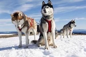 阿拉斯加毛色发黄原因有哪些