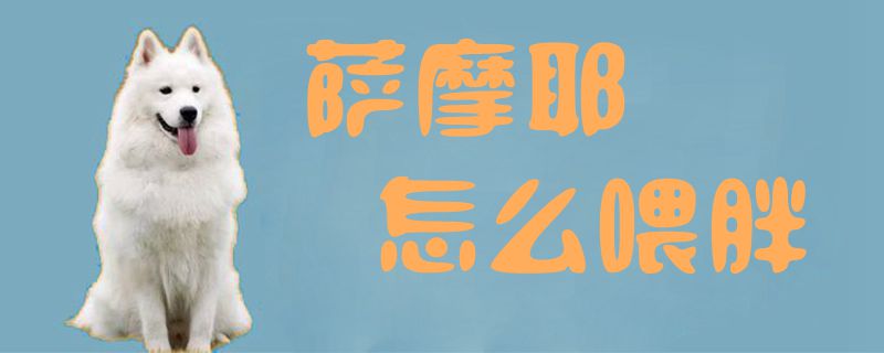 萨摩耶怎么喂胖1