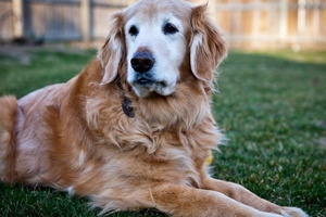 金毛犬掉毛严重怎么办