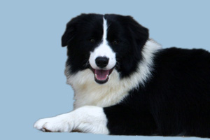 边境牧羊犬怎么看纯不纯