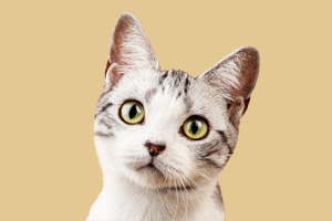 美国短毛猫怎么喂养